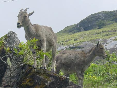 3 days Itinerary to Ooty from Hyderabad