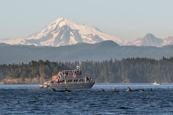 Guaranteed Whale Watching Tour, Seattle
