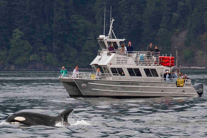 Whale Watching Tour From Anacortes, Seattle