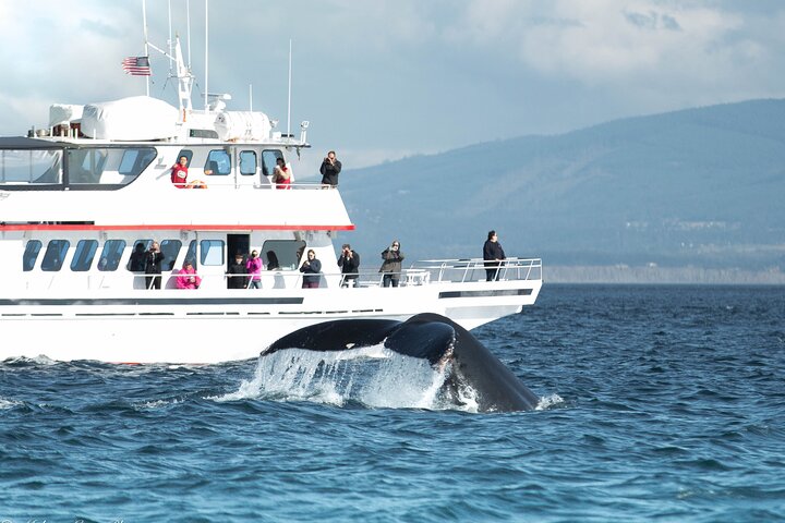 Whale Watching From Friday Harbor, Seattle