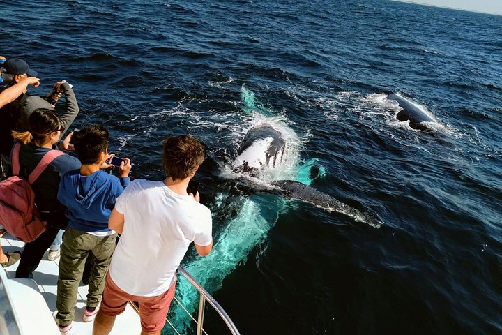 Half-Day Whale Watching and Canal Cruise from Surfers Paradise