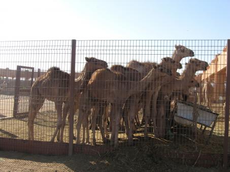 5 days Trip to Abu dhabi from Pernica