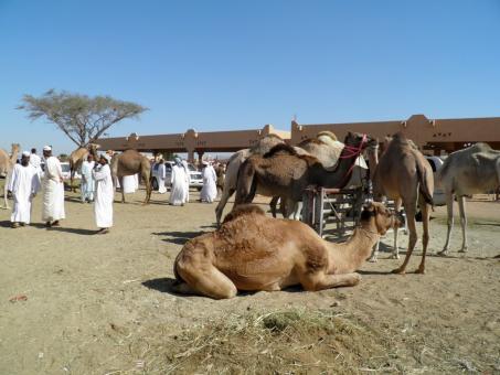 6 days Trip to Abu dhabi from Jeddah