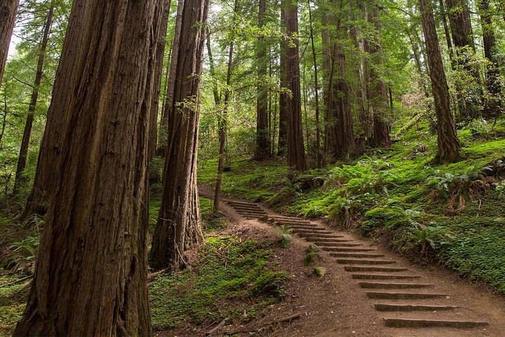 Muir Woods & Sausalito (Return by Bus or Ferry)