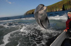 14 Day Trip to Dublin, Dingle, Killarney, Cashel, Cobh, Ballinskelligs from Green Bay