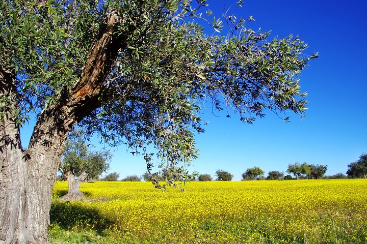 6days Private Tour of Peloponesse, Delphi, Meteora, Thermopylae from Athens