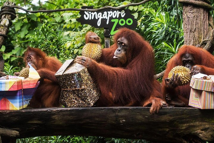 Singapore Bird Paradise & Zoo Full Day (Ticket & Transfer )