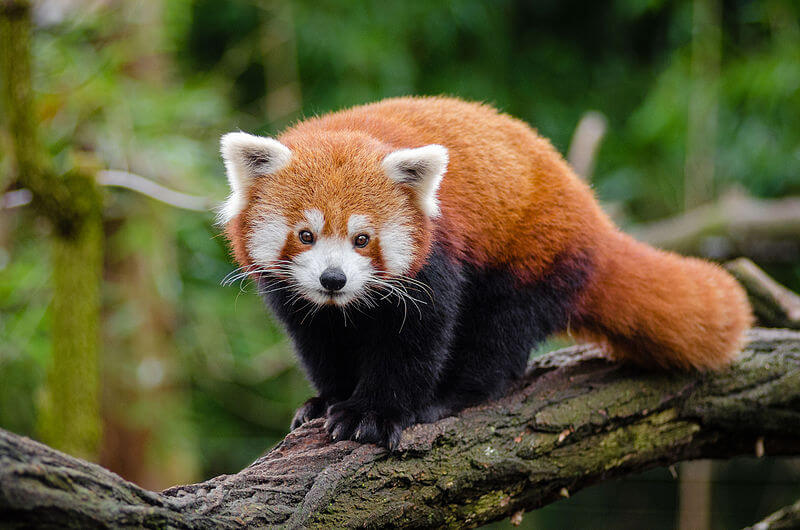 media_gallery-2020-03-9-11-800px_Red_Panda__25193861686__f6216ee1e30dc15bf4c9c1de46f5e28a.jpg