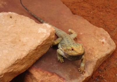 Alice Springs Reptile Centre