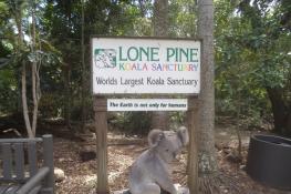 Lone Pine Koala Sanctuary
