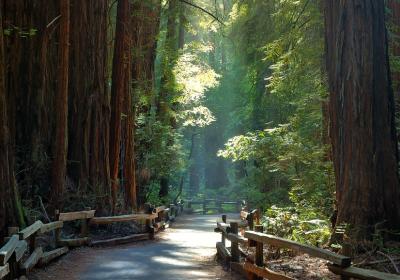 Muir Woods National Monument
