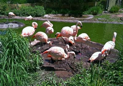 The Tracy Aviary
