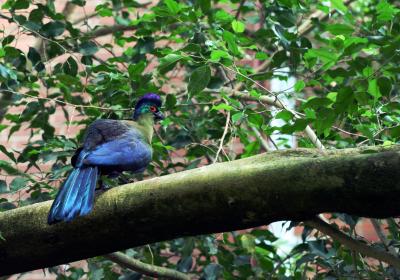 National Aviary