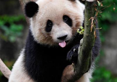Nashville Zoo