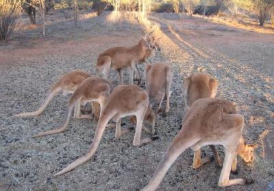 The Kangaroo Sanctuary