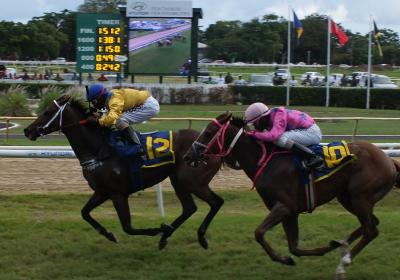 Garrison Savannah - Barbados Turf Club
