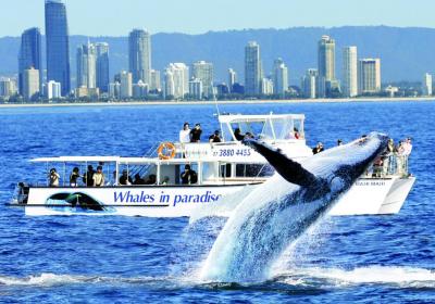 Whales In Paradise