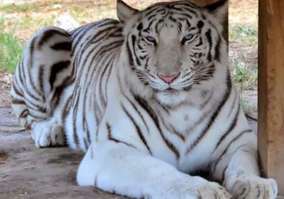 Zoological Wildlife Foundation