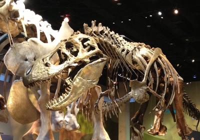 The Perot Museum Of Nature And Science